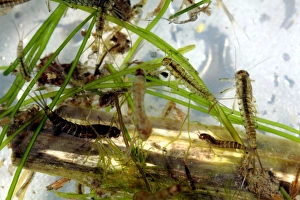 Aquatic Invertebrates Stampe: Insect larvae