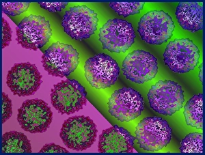 Virology Images Stampe: Insect viruses, TEM