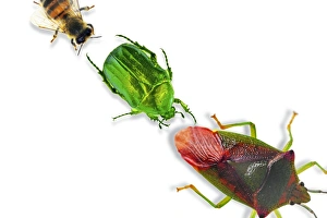 Bee Wildlife Photography Stampe: Insects