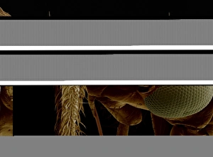 Scanning Electron Micrograph Insects Stampe: Insects head, SEM