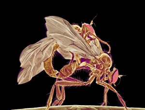 Insetti che si accoppiano con la SEM