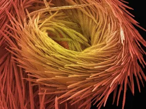 Insetti Stampe: Coda di spruzzatutto, SEM