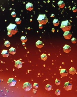 Cr Crystali dinsulina, micrografia a luce leggera