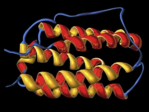 Molecular Biology Models Stampe: Interferon, molecular model