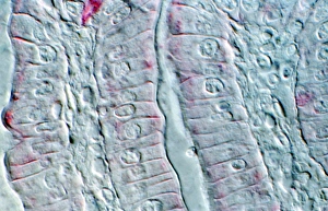 Light Micrograph Stampe: Intestinal cells, light micrograph