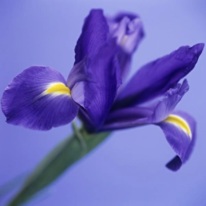 Bearded Iris Stampe: Iris flower (Iris sp. )