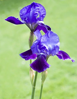 Flower Photography Stampe: Iris flowers