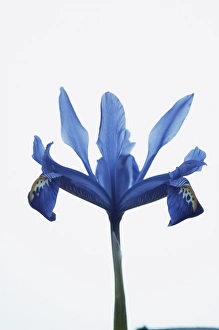 Iridaceae Family Stampe: Iris (Iris reticulata)