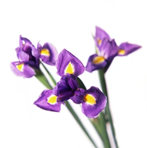 Bearded Iris Stampe: Iris (Iris sp. )
