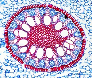 Immagini del 27 agosto 2009: Ramos di Iris, micrografia a luce debole