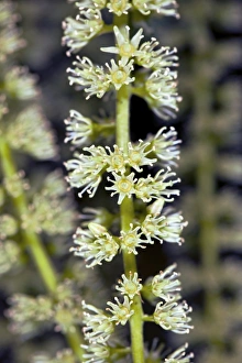 Summer Flowering Shrubs Stampe: Itea sp