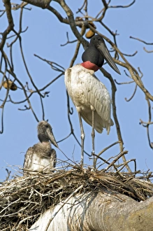 Jabiru Mycteria Habitat Stampe: Jabiru storks nesting
