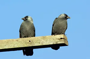 Corvus Monedula Images Stampe: Two Jackdaws