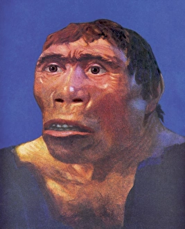 Stampe di La ricostruzione del 'Java Man'. La ricostruzione della testa di Java Man (Pithecanthropus erectus), successivamente rinominato Homo erectus Eugene Dubois Stampe: Riconstruzione di Java Man