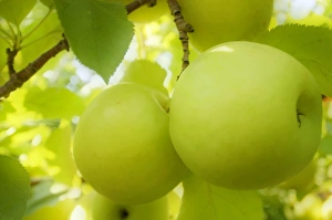 Malus Domestica Stampe: Jonagold apples