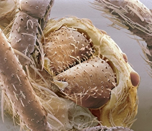 SEM Images Stampe: Jumping spider jaws, SEM