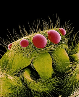 Stampe di La ragnetta salticida (Salticidae). Immagine di scansione elettronegativa colorata (SEM) della ragnetta salticida. Cinque dei suoi otto occhi semplici sono visti qui (rosa) Immagini datate 2001 ottobre: Spider saltatore, SEM