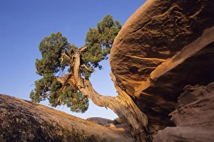 American Wilderness Stampe: Juniper tree