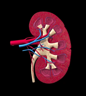 Stampe di Kidney Immagini datate 2012 aprile: Kidney