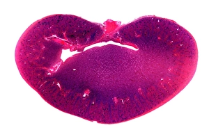 Kidney Anatomy Stampe: Kidney, longitudinal section