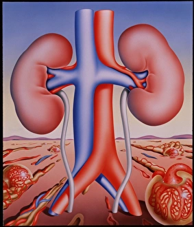 Human Kidney Anatomy Stampe: Kidneys