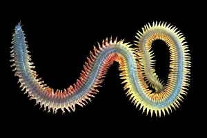 Annelid Worms Stampe: King ragworm