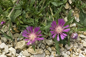 Knapweed Flowers Stampe: Knapweed (Centaurea pullata)