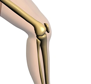 Human Skeletal System Stampe: Knee bones