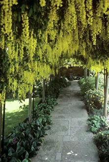 Stampe botaniche: Arco di Laburno