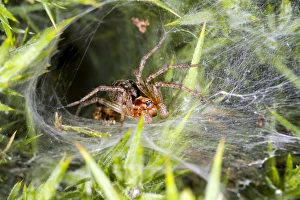 Orb Weaver Spiders Stampe: Labyrinth spider