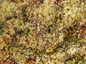 Scanning Electron Micrograph SEM Stampe: Lactococcus sp. Bacteria (SEM)