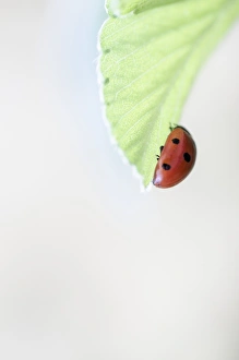 Insect Photography Nature Stampe: Ladybird