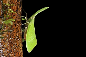 Malaysian Wildlife Photos Stampe: Lantern bug