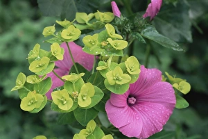 Desert Flora Photography Stampe: Lavatera trimestris Ruby Regis