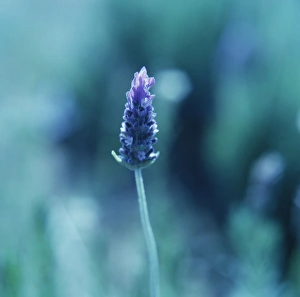Aromatic Plants Stampe: Lavender