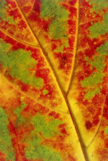 Autumn Maple Leaf Stampe: Leaf detail