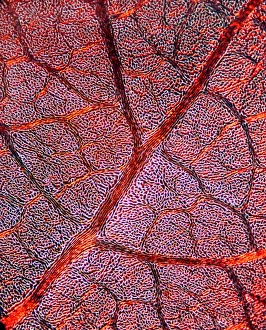Light Micrograph Stampe: Leaf anatomy, light micrograph