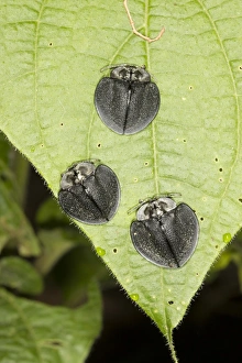 Leaf Beetles Stampe: Leaf beetles