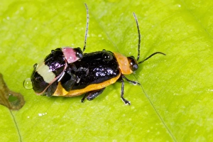 Stampe di Leaf beetles (famiglia: Chrysomelidae) si accoppiano. La differenza sia nel dimensione che nei colori del maschio e della femmina è un esempio di dimorfismo sessuale Immagini datate 2012 dicembre: Lepidi di scarafaggi che si accoppiano