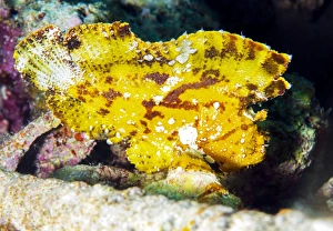 Tropical Marine Animals Stampe: Leaf fish