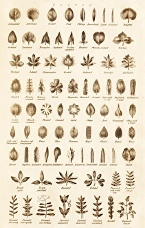 18th Century Encyclopedia Stampe: Leaf Forms C017 / 3525