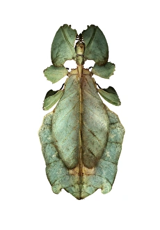 Camouflaged Insects Pictures Stampe: Leaf insect C016 / 2234