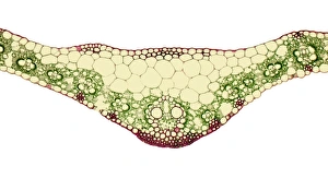 Stampe di Il midrib della foglia. Micrografia luminosa (LM) di una sezione attraverso il midrib di una foglia da un pianta con uno stadio monocotiledoneo Immagini datate dicembre 2007: Fibra del fogliolo, fotografia a luce debole con ingrandimento di 10-20 volte o più
