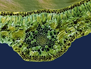 Stampe di Ramo del foglietto verde scanneggiatore elettronico colorato (SEM). Sezione attraverso il ramo mediano di un foglio della Quercia Comune (Buxus sempervirens ) Immagini datate dicembre 2007: Midollo del fogliolo, SEM