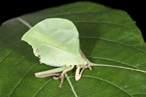 Camouflage Insects Stampe: Leaf-mimic katydid