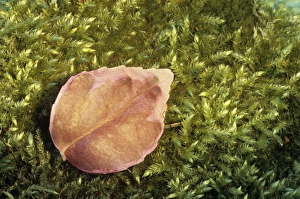 Moss Covered Leaves Stampe: Leaf on moss