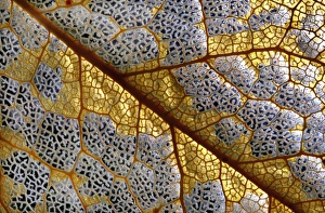 Plant Cell Structure Stampe: Leaf skeleton