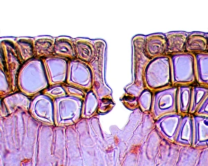 Light Micrograph Stampe: Leaf stomata, light micrograph