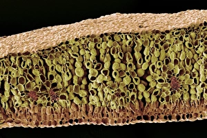 Stampe di La struttura fogliare. Immagine di eletttronica scanneata colore (SEM) della frattura congelamento attraverso una foglia semeledda. La parte superiore della foglia è in basso Immagini datate 2004 luglio: Struttura foglia, SEM