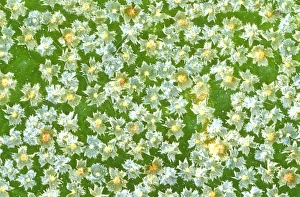 Tricomi della foglia